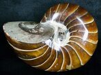 Gorgeous Nautilus Fossil - Madagascar #6422-1